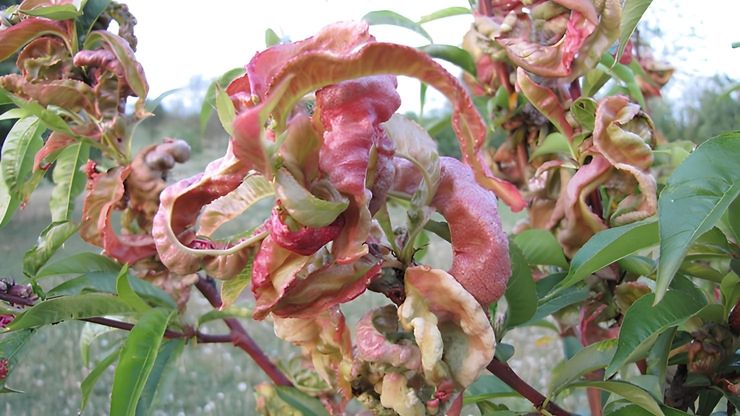 Kräuselkrankheit (Taphrina deformans)