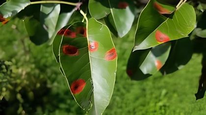 Birnengitterrost (Gymnosporangium sabinae)