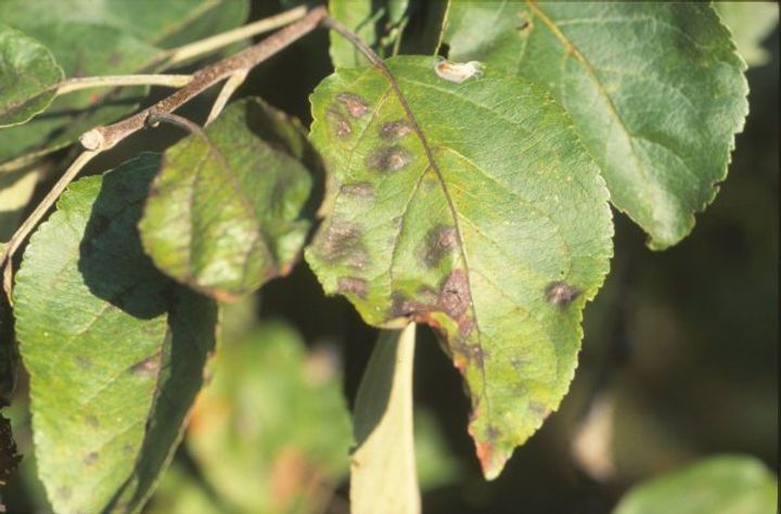 Apfelschorf (Venturia inaequalis)