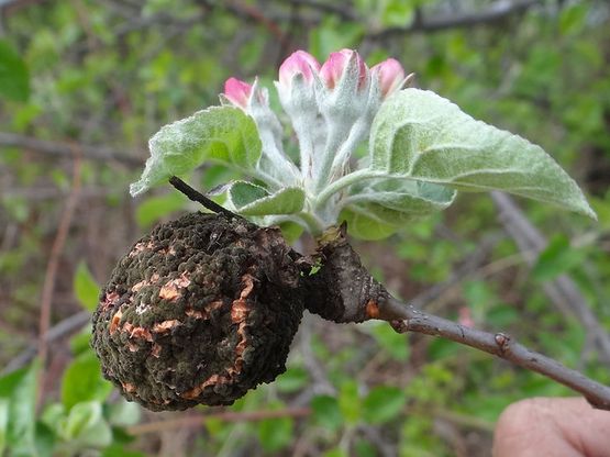 Monilia (Monilinia spp.)