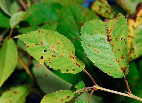Schrotschusskrankheit (Venturia carpophila)